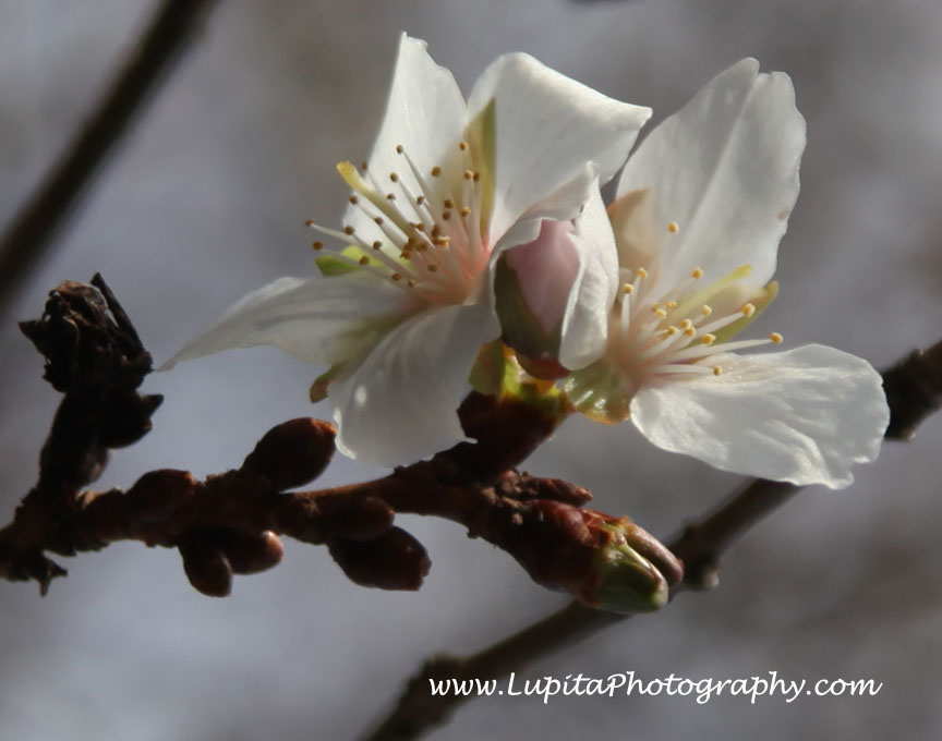 "Lupita Photography: Bodas-Weddings, Quinceaños - Sweet Sixteen's & other events photography. New York City (Bronx, Staten Island, Manhattan, Brooklyn, Queens), Long Island, New Jersey, Connecticut, Washington, D.C.