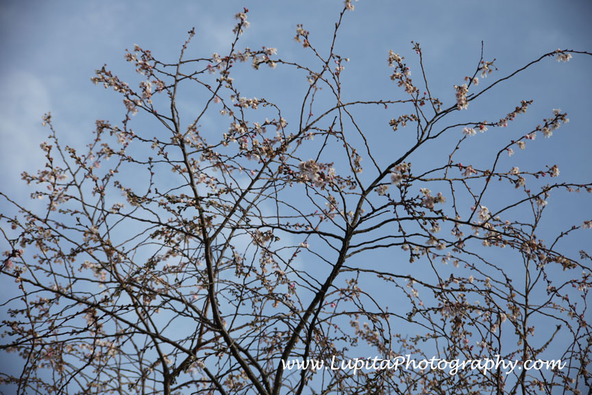 "Lupita Photography: Bodas-Weddings, Quinceaños - Sweet Sixteen's & other events photography. New York City (Bronx, Staten Island, Manhattan, Brooklyn, Queens), Long Island, New Jersey, Connecticut, Washington, D.C.