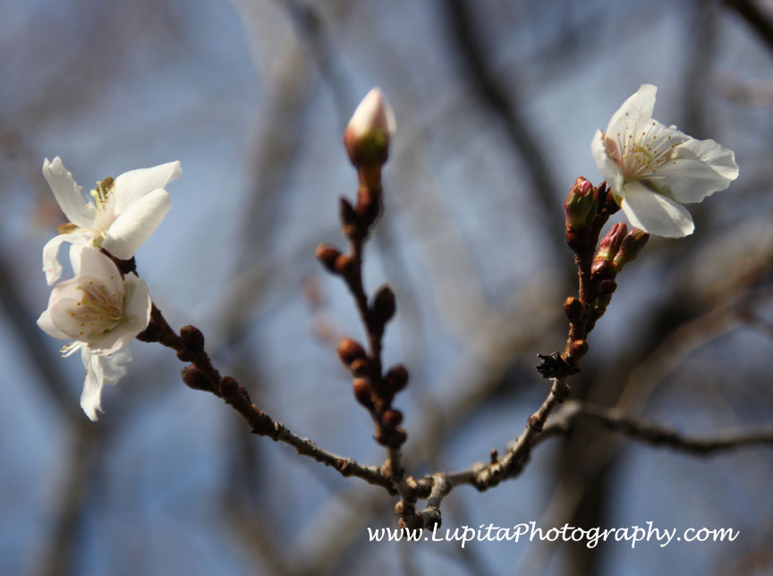 "Lupita Photography: Bodas-Weddings, Quinceaños - Sweet Sixteen's & other events photography. New York City (Bronx, Staten Island, Manhattan, Brooklyn, Queens), Long Island, New Jersey, Connecticut, Washington, D.C.
