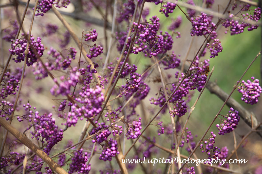 "Lupita Photography: Bodas-Weddings, Quinceaños - Sweet Sixteen's & other events photography. New York City (Bronx, Staten Island, Manhattan, Brooklyn, Queens), Long Island, New Jersey, Connecticut, Washington, D.C.