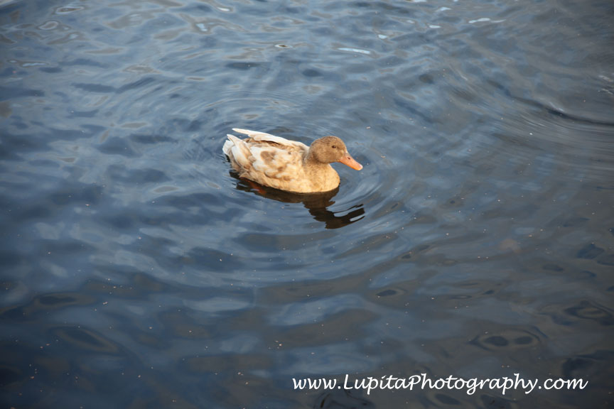 "Lupita Photography: Bodas-Weddings, Quinceaños - Sweet Sixteen's & other events photography. New York City (Bronx, Staten Island, Manhattan, Brooklyn, Queens), Long Island, New Jersey, Connecticut, Washington, D.C.