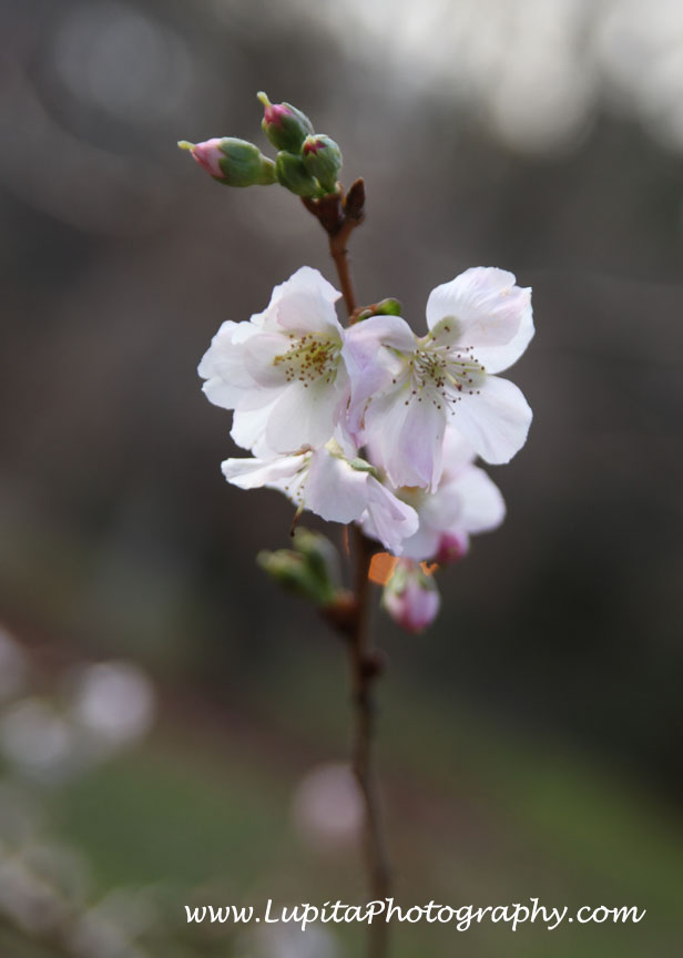 "Lupita Photography: Bodas-Weddings, Quinceaños - Sweet Sixteen's & other events photography. New York City (Bronx, Staten Island, Manhattan, Brooklyn, Queens), Long Island, New Jersey, Connecticut, Washington, D.C.